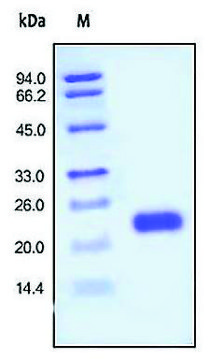 IL-1 Alpha human recombinant, expressed in HEK 293 cells, &#8805;97% (SDS-PAGE)