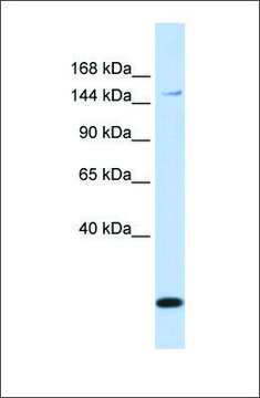 Anti-ABCC3 affinity isolated antibody