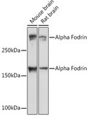 Anti-Alpha Fodrin Antibody, clone 9H5V8, Rabbit Monoclonal