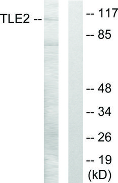 Anti-TLE2 antibody produced in rabbit affinity isolated antibody