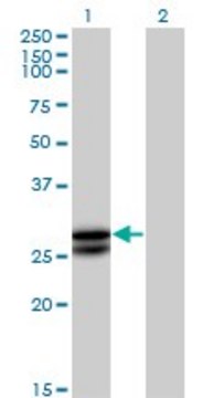 Anti-OSM antibody produced in mouse purified immunoglobulin, buffered aqueous solution