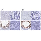 Anti-TEX101 antibody produced in rabbit Prestige Antibodies® Powered by Atlas Antibodies, affinity isolated antibody, buffered aqueous glycerol solution