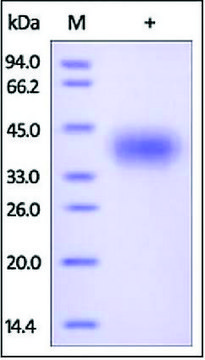 CD200/OX-2 human recombinant, expressed in HEK 293 cells, &#8805;98% (SDS-PAGE)