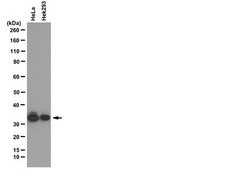Anti-RPA2 p34 Antibody, clone RPA20 1-46 from mouse, clone RPA20, clone 1-46