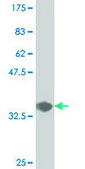 Monoclonal Anti-CDX4 antibody produced in mouse clone 1E11, purified immunoglobulin, buffered aqueous solution