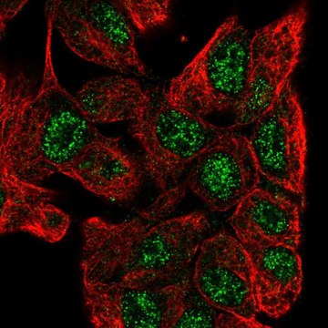 Anti-ZNF517 antibody produced in rabbit Prestige Antibodies&#174; Powered by Atlas Antibodies, affinity isolated antibody