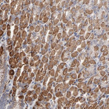 Anti-OXA1L antibody produced in rabbit Prestige Antibodies&#174; Powered by Atlas Antibodies, affinity isolated antibody, buffered aqueous glycerol solution