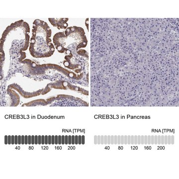 Anti-CREB3L3 antibody produced in rabbit Prestige Antibodies&#174; Powered by Atlas Antibodies, affinity isolated antibody, buffered aqueous glycerol solution