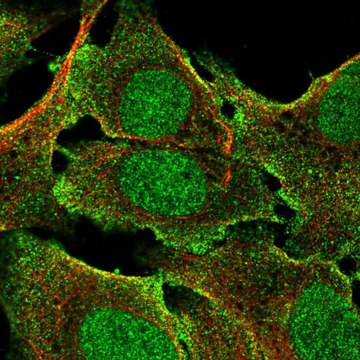 Anti-BCORL1 antibody produced in rabbit Prestige Antibodies&#174; Powered by Atlas Antibodies, affinity isolated antibody