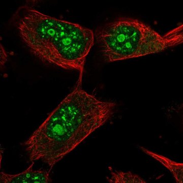 Anti-USP36 antibody produced in rabbit Prestige Antibodies&#174; Powered by Atlas Antibodies, affinity isolated antibody