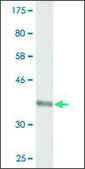 Monoclonal Anti-SEC24D antibody produced in mouse clone 2D4, purified immunoglobulin, buffered aqueous solution