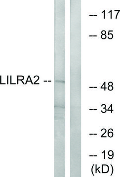 Anti-LILRA2 antibody produced in rabbit affinity isolated antibody