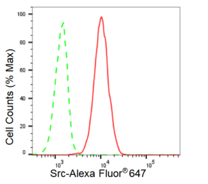 KD-Validated Anti Src Antibody, clone 23GB1110, Rabbit Monoclonal clone 23GB1110, recombinant rabbit monoclonal, expressed in HEK293 cells