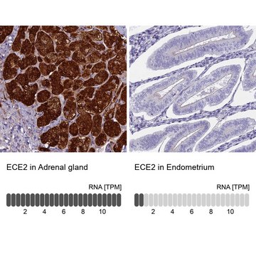 Anti-ECE2 antibody produced in rabbit Prestige Antibodies&#174; Powered by Atlas Antibodies, affinity isolated antibody, buffered aqueous glycerol solution