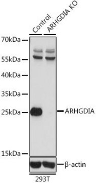 Anti-ARHGDIA antibody produced in rabbit