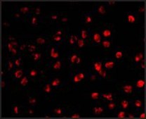 Anti-AID antibody produced in rabbit affinity isolated antibody, buffered aqueous solution