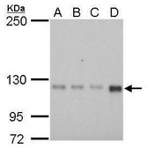 Monoclonal Anti-GEF-H1 antibody produced in mouse clone GT336, affinity isolated antibody