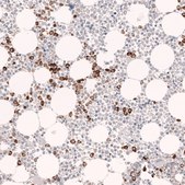 Monoclonal Anti-Mpo Antibody Produced In Mouse Prestige Antibodies® Powered by Atlas Antibodies, clone CL14976, affinity isolated antibody, buffered aqueous glycerol solution