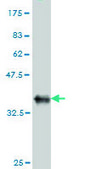 Monoclonal Anti-ACTL7B antibody produced in mouse clone 6A4, purified immunoglobulin, buffered aqueous solution