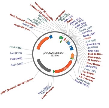 pSF-TAC-NH2-OmpA-COOH-FLAG plasmid vector for molecular cloning