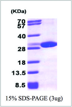 PRDX 6 human recombinant, expressed in E. coli, &#8805;95% (SDS-PAGE)