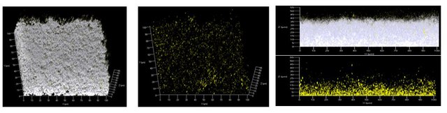 Anti-Z-DNA Antibody, clone Z22 ZooMAb&#174; Mouse Monoclonal recombinant, expressed in HEK 293 cells