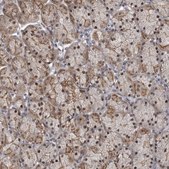 Anti-PRPF3 antibody produced in rabbit Prestige Antibodies® Powered by Atlas Antibodies, affinity isolated antibody, buffered aqueous glycerol solution