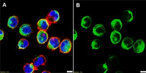 Anti-CD86 Antibody, clone 2H2 ZooMAb® Rabbit Monoclonal recombinant, expressed in HEK 293 cells