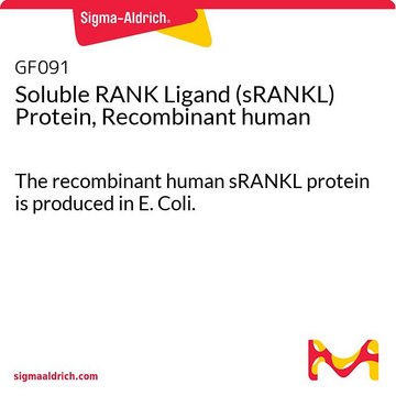 可溶性 RANK 配体 (sRANKL) 蛋白，重组人 The recombinant human sRANKL protein is produced in E. Coli.