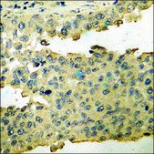 Anti-phospho-Cyclin B1 (pSer126) antibody produced in rabbit affinity isolated antibody