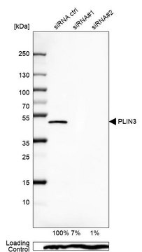 Anti-PLIN3 antibody produced in rabbit Prestige Antibodies&#174; Powered by Atlas Antibodies, affinity isolated antibody, buffered aqueous glycerol solution