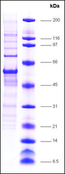 E2F-1 (RBAP-1) human recombinant, expressed in insect cells, &#8805;70% (SDS-PAGE)