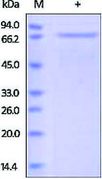 E-Cadherin/ECAD/Cadherin-1/CD324 Protein human recombinant, expressed in HEK 293 cells, &#8805;90% (SDS-PAGE)