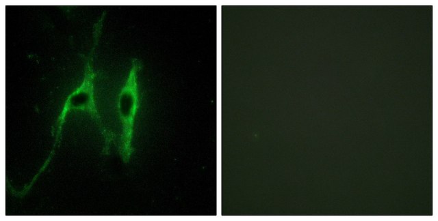 Anti-CYB5 antibody produced in rabbit affinity isolated antibody