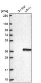 Anti-UPP1 antibody produced in rabbit Prestige Antibodies® Powered by Atlas Antibodies, affinity isolated antibody, buffered aqueous glycerol solution