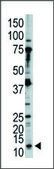 Anti-SUMO3 (C-term P94) antibody produced in rabbit IgG fraction of antiserum, buffered aqueous solution