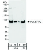 Rabbit anti-PSF/SFPQ Antibody, Affinity Purified Powered by Bethyl Laboratories, Inc.