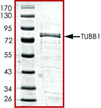 Tubulin, GST tagged human recombinant, expressed in E. coli, &#8805;70% (SDS-PAGE), buffered aqueous glycerol solution