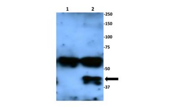 Anti-SPO11 Antibody, clone 180 clone 180, from mouse