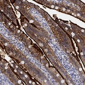 Anti-SLC2A5 antibody produced in rabbit Prestige Antibodies® Powered by Atlas Antibodies, affinity isolated antibody, buffered aqueous glycerol solution