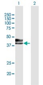 Anti-INHA antibody produced in mouse purified immunoglobulin, buffered aqueous solution