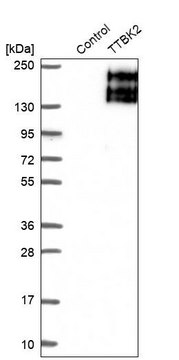 抗-TTBK2 兔抗 Prestige Antibodies&#174; Powered by Atlas Antibodies, affinity isolated antibody, buffered aqueous glycerol solution