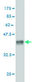 Monoclonal Anti-C20orf31 antibody produced in mouse clone 2E4, purified immunoglobulin, buffered aqueous solution