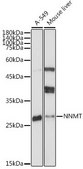 Anti- NNMT antibody produced in rabbit