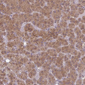 Anti-TBC1D4 antibody produced in rabbit Prestige Antibodies&#174; Powered by Atlas Antibodies, affinity isolated antibody, buffered aqueous glycerol solution