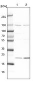 Anti-MED28 antibody produced in rabbit Prestige Antibodies® Powered by Atlas Antibodies, affinity isolated antibody, buffered aqueous glycerol solution