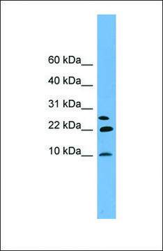 Anti-NNAT antibody produced in rabbit affinity isolated antibody