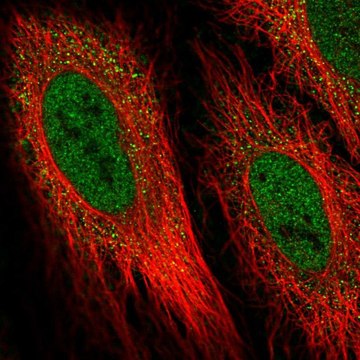 Anti-DIO2 antibody produced in rabbit Prestige Antibodies&#174; Powered by Atlas Antibodies, affinity isolated antibody