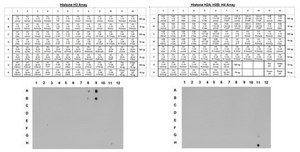 Anti-Trimethyl Histone H3 (Lys4) Antibody, clone CMA304, Trial Size clone CMA304, from mouse