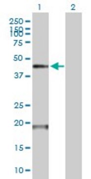 Anti-TMPRSS11D antibody produced in mouse purified immunoglobulin, buffered aqueous solution